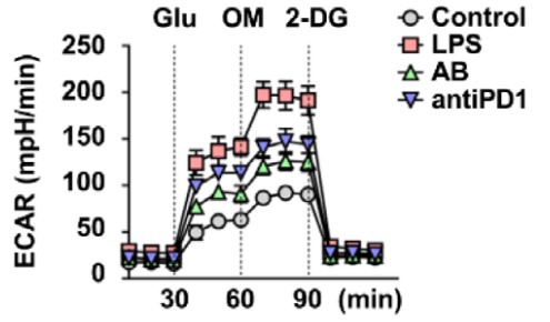 Line graph from seahorse analysis assessed in BMDMs.jpg